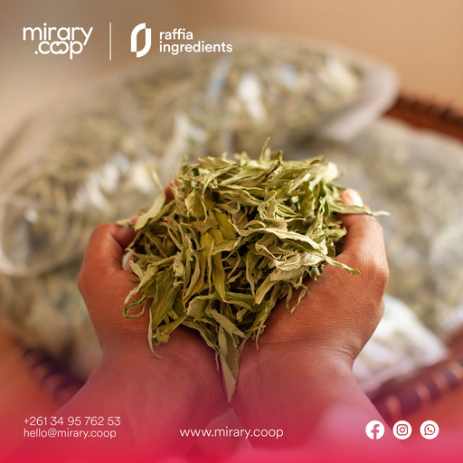 Feuille de Stevia séchée de Madagascar